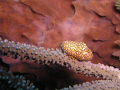 Flamingo Tongue with a large Barrell sponge in the background.