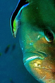 This Batfish was being cleaned by a wrasse on the SS Yongala