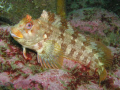 this Tompot blenny was taken just of Doolin point, Doolin, co clare at about 17m.