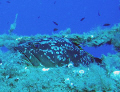 Large Grouper taking a rest on the hull of the Zenobia wreck off Larnaca Cyprus. Canon S50