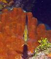 Longsnout Butterflyfish (Chaetodon aculeatus) on Little Cayman Island.
