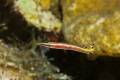 Arrow Blenny (Lucayablennius zingaro) on the hunt in the Cayman Islands. It's fun to watch the little fellows darting out to spear larval shrimp or other tiny morsels of food. Length about 3 cm.