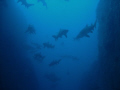 Sharks everywhere!!!
My favourite dive site. Good conditions and tons of grey nurse sharks! Awesome!