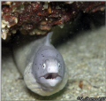 Surprise.....
Peppered Moray or White Moray
took it when I was in Masandam \ Oman 
by Olympus C8080