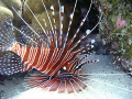 Zebra Lionfish: Taken while exploring bommey during safety stop. Canon S40 Digital