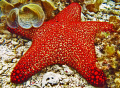 I found this brilliant red Sea Star about 3 meters deep in the Bohol Sea, Philippines.  I used a Canon A650IS in macro mode during my first day of underwater photography.
