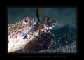a lizardfish eating a fingered dragonet--I don't think the dragonet survived......