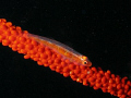 taken with Canon G9 and Sea&Sea strobe