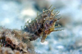 lined Seahorse