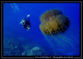 Jelly Fish - and in the back-ground, my wife.... Like we say in French : Que du bonheur... :O ...