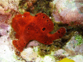 LONGLURE FROGFISH Long, undivided, whitish translucent filament, called a lure, just above lip. Large variety of color phases, including shades of deep red, pink, orange, yellow, green, and tan. Change color, pale or dark.