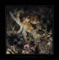 a free swimming blue-ringed octopus in lembeh strait.
