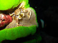 Anemone Crab taken on Similan Island #4. Using Canon Ixus 75.