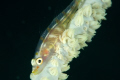 Goby, Nikon D70S, 105 mm, DS160