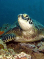 close up of a turtle