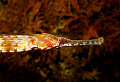 Latin name-Syngnathus tenuirostris.Bulgarian name-Delicate nozzle needle fish.
