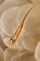 Goby, D70S, 105MM, DS160
