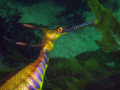 Beautiful weedy sea dragon. This one was carrying eggs. :-)