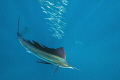 Sailfish hunting Sardines