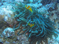 Mexican Standoff clown fish not standing down! Sharm El Sheikh Egypt