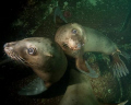 Juvenile sea lions posing for the camera. I think they see their reflection in the camera.  Hornby Island, BC, Canada