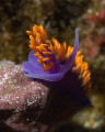 Spanish Shawl- I try to find nudis in unusual positions because so often the only choice is to shoot them flat. From a Northern Channel Islands New Year's trip. Nikon D200 in a Sea & Sea housing, YS-90 strobe, w/ UK Light Cannon as focus light.