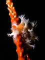 A nudibranch disguising itself on telesto coral.