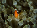 Small Nemo