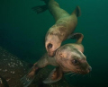 A couple juvenile sea lions come in for a close look.  Hornby Island, BC, Canada.