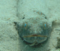 Sand Diver, taken in Bonaire at Bari Reef,