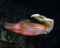 Jewel of the night. Big-fin reef squid. Followed this beauty for a long time but had a really tough time getting the camera to focus and take the shot.  I guess that's the trouble with being a newbie!  Any suggestions on what my settings should be?