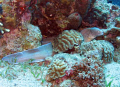 Lurking.
Murae fish waiting for an innocent prey.
Red sea, Eilat gulf, depth of 10m.

