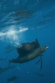 Sailfish re-entering the water with sardine in mouth