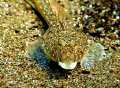 Latin name-Callionymus pusillus.Bulgarian name-Striped sea mouse-male.
