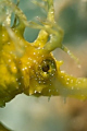 long nose sea horse teaken with Canon eos 5d, macro 100 mm and wet close up len whithout strobes