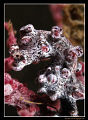 Hippocampus Bargarbanti, Pygmy Seahorse (Lembeh Straits)
D300, 105VR macro, UCL165M67 diopter

