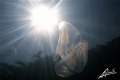 jelly fish against the sun while snorkeling in burmese waters