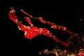 is this a red ghost pipefish or what!!