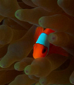 Young Spine-cheek Anemone Fish