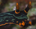 A nudi that looks like a bulldog.. Casio exilim zx 1200