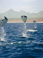 A specie of mobula, also known as flying manta. I bet you can tell why.