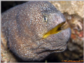 Yellow Mouth Eel 
Masandam \ Oman by Olympus C8080 WZ without strobes