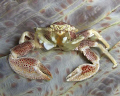 Casio exilim zx 1200.. Porcalain crab