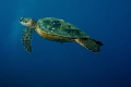 Green Sea Turtle off the coast of Maui.