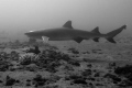 White Tip Reef shark at Mala Warf on Maui.