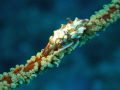 Whip coral (1.5 cm) in Taiwan Kenting
Olympus C-7070