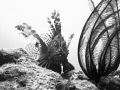 B/W Lion Fish with Crinoid at Meada Point.