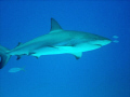 purty lil shark in roatan