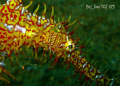 Ornate Ghost Pipefish trying hard to camouflage itself near a sea grass