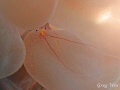 Bubble Coral Shrimp taken with Canon Powershot 710is